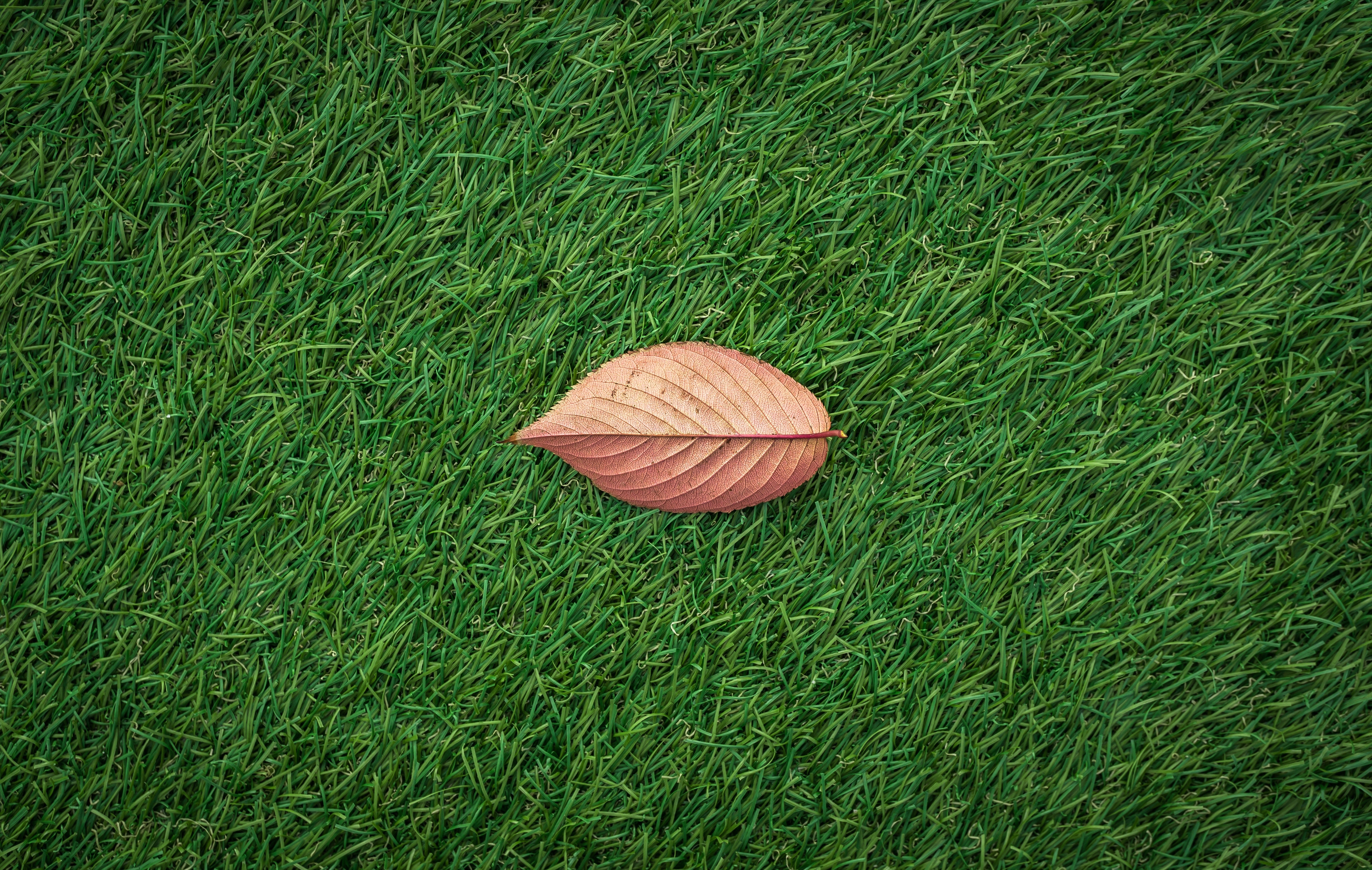 One autumn leaf on a manicured fall lawn care