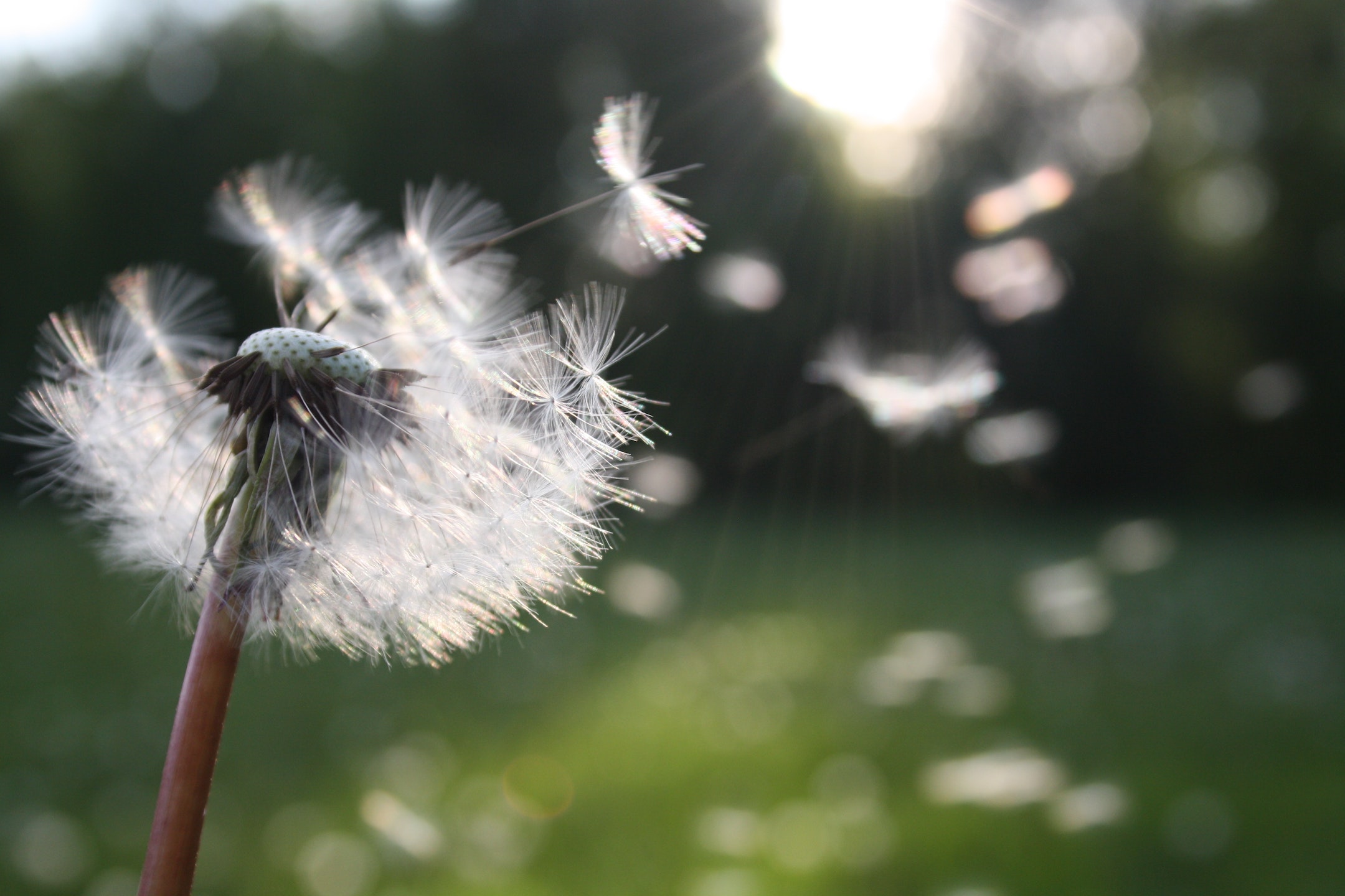 Spring readiness dandelion blowing in the wind